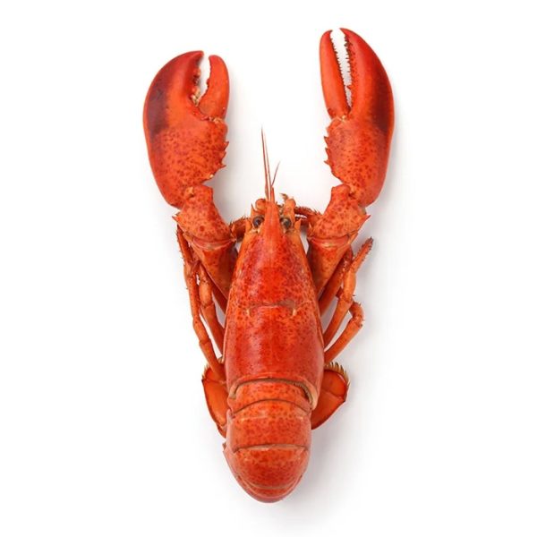 Whole Cornish Lobster
